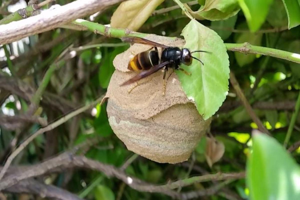 nest