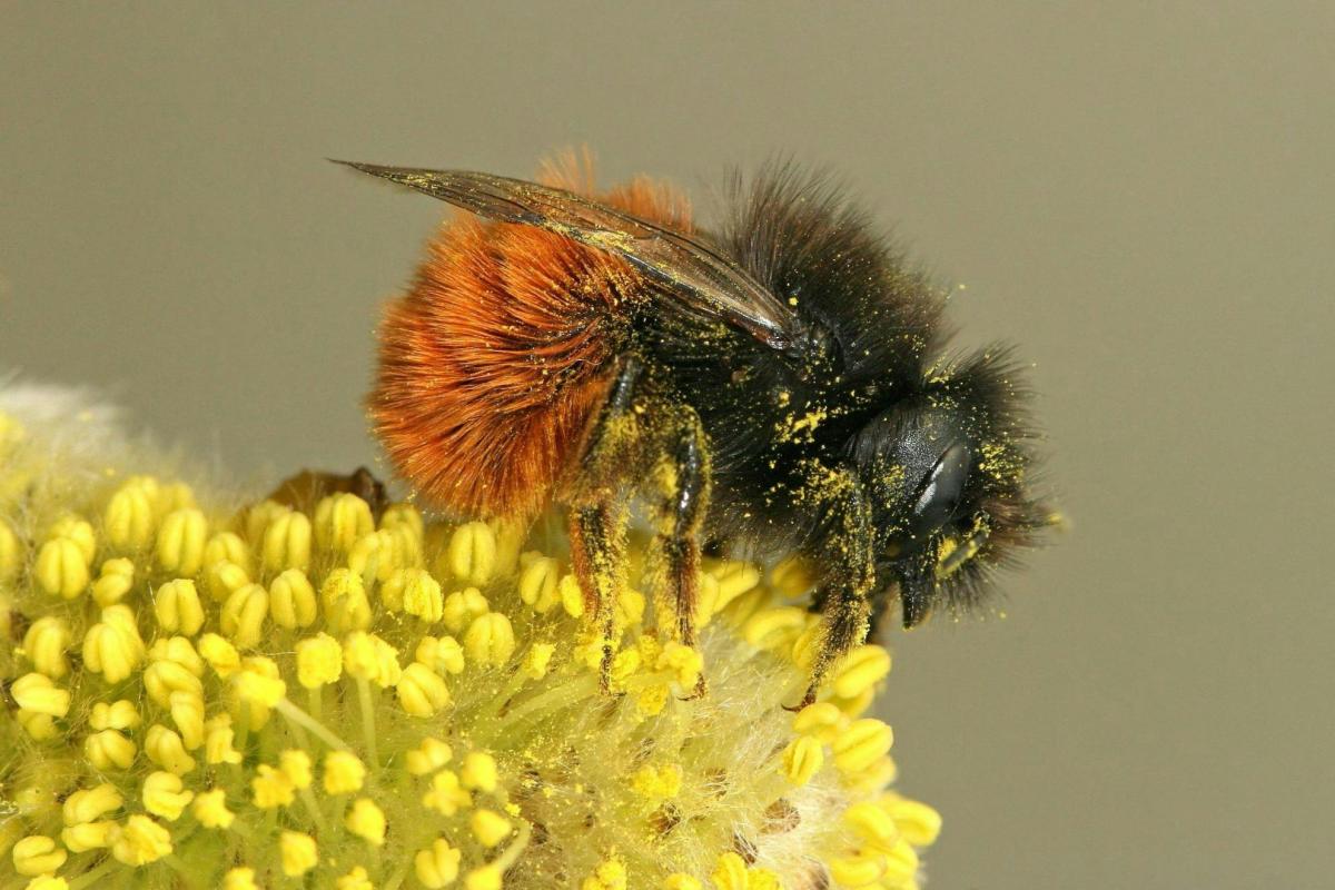De Insectenzomer | Op zoek naar wilde bijen in het Schulensbroek (Schulen) © Natuurpunt Knokke-Heist