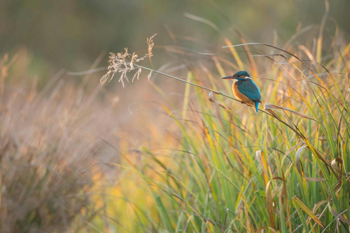 24-uur vogels spotten in het Schulensbroek (Herk-de-Stad) © Natuurpunt