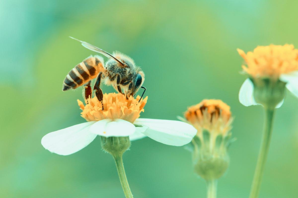 Bloemschikken - lente © shutterstock
