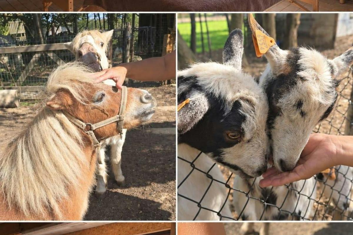 Ouder-kind duomassage bij de paardjes © Zen en Zacht