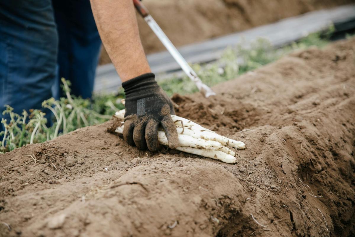 Uniek bedrijfsbezoek bij Aspergehoeve Lavrijsen © VLAM